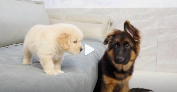 当患有抑郁症的德牧遇到小金毛